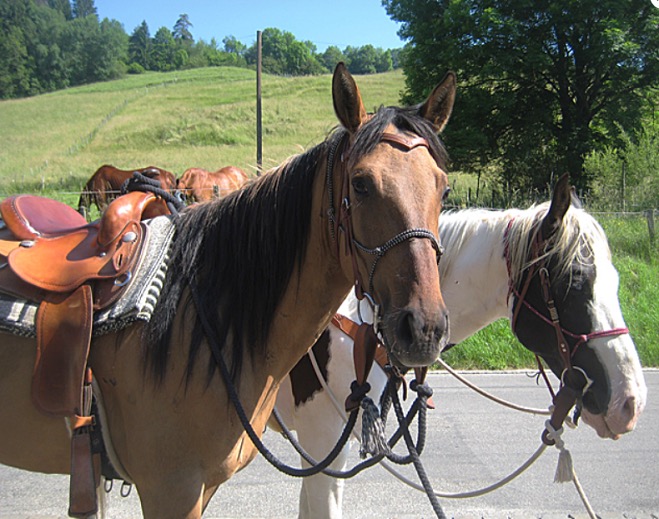 Vivre le cheval autrement